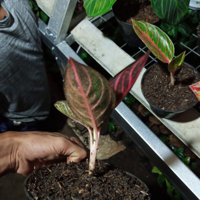 tanaman hias bibit/benih aglonema red sumatra