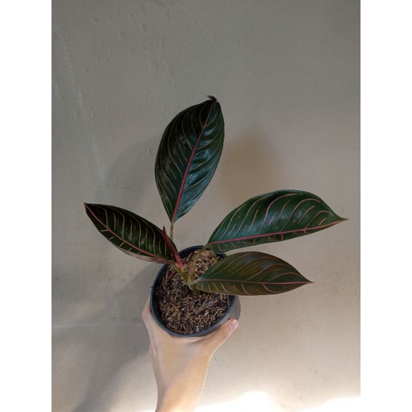 aglonema black pride of sumatra