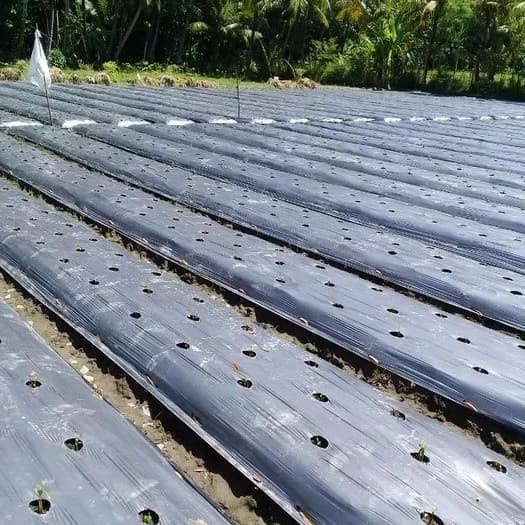 Pasak Penusuk Pengikat Penjepit Plastik Mulsa 9 cm - 10 pcs