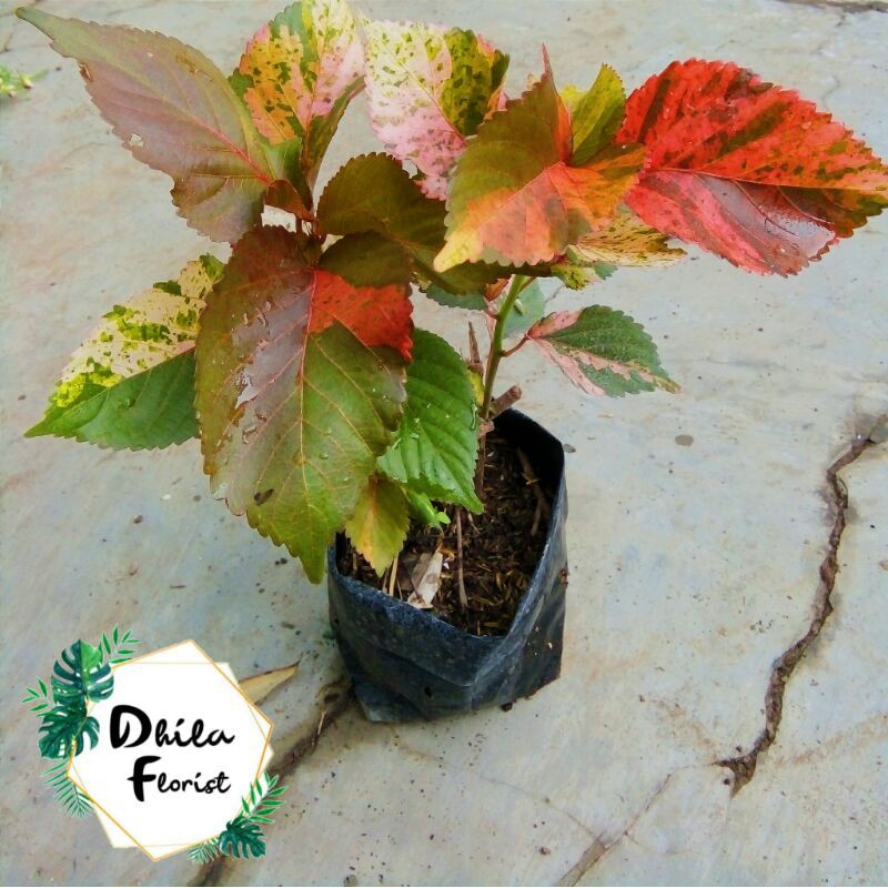 

Bunga Acaylipa Tri Colour