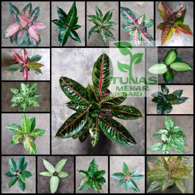 Shopee Indonesia Jual Beli Di Ponsel Dan Online