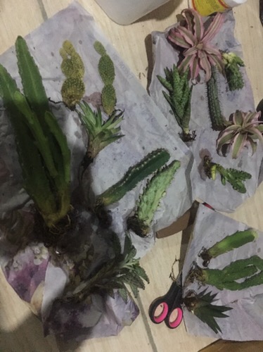 Kaktus Dan Sukulen Siap Pajang