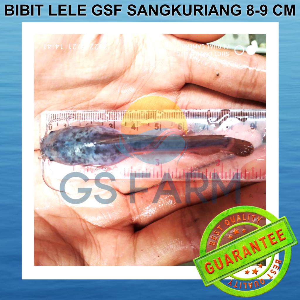 Bibit Lele Sangkuriang 8-9 cm Terbaik GSF Ikan Lele 8-9cm GS FARM