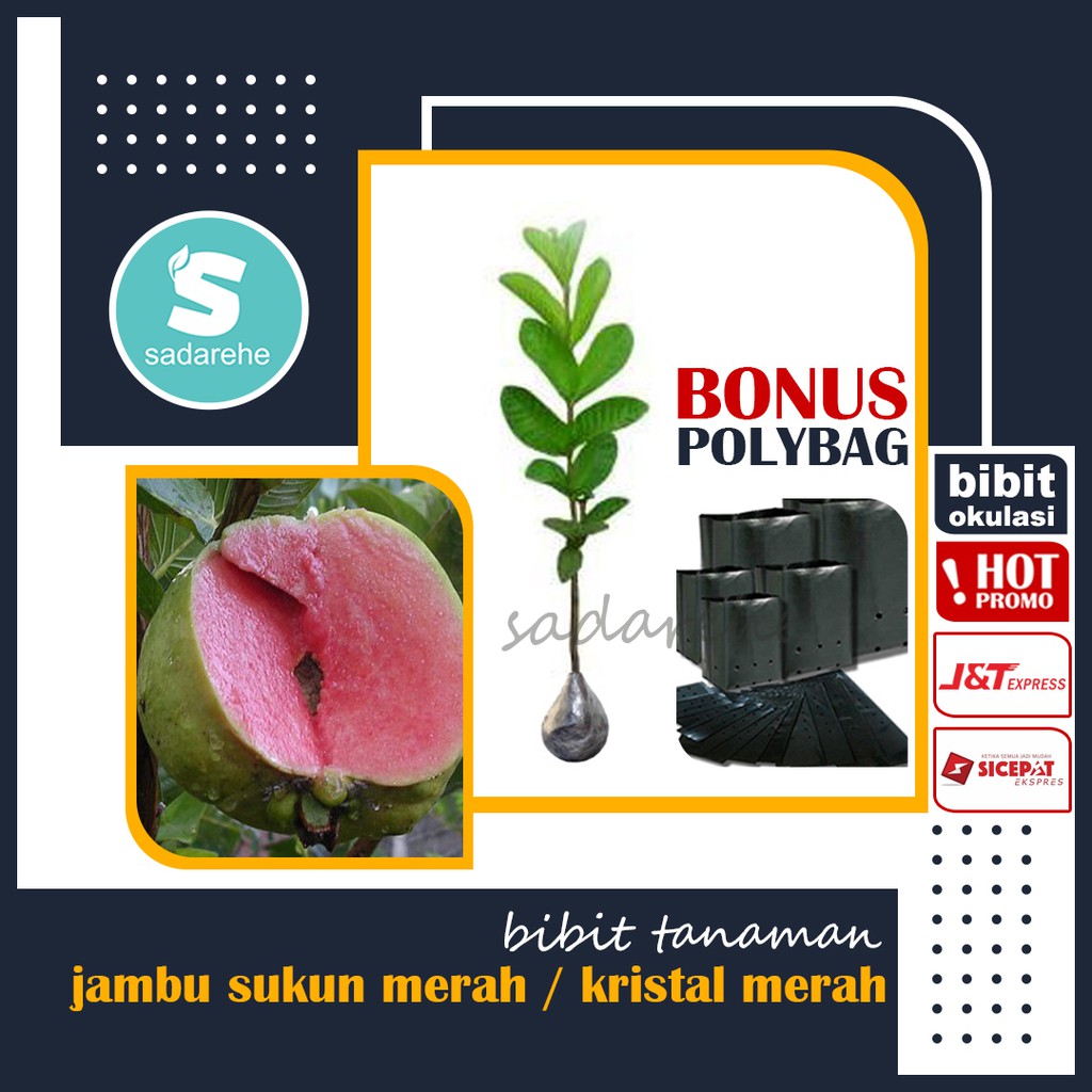 Bibit Jambu Kristal Merah / Bibit Jambu Sukun Merah - Bibit Okulasi