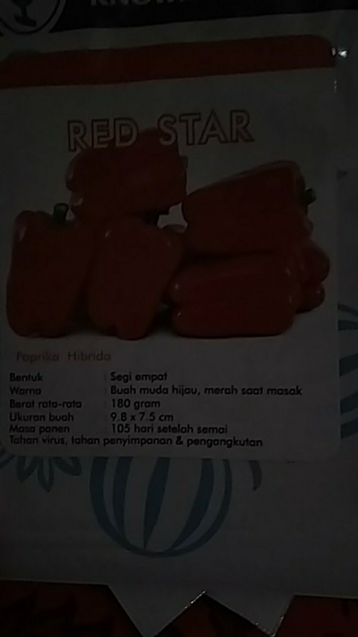 Benih Bibit Paprika Merah Red Star F1 Isi 100bj