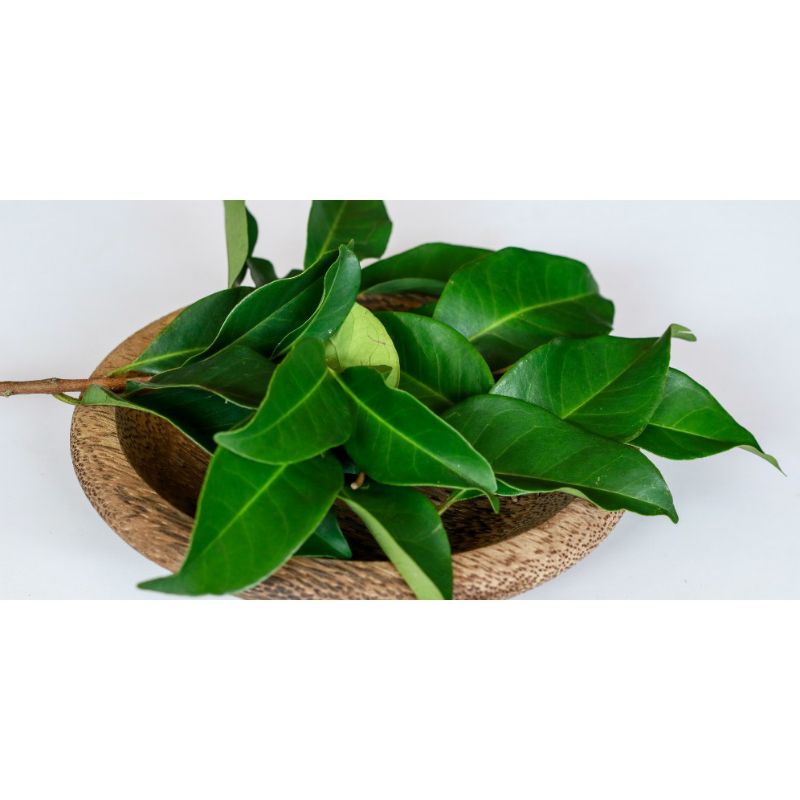 

Daun Salam segar 250gram fresh