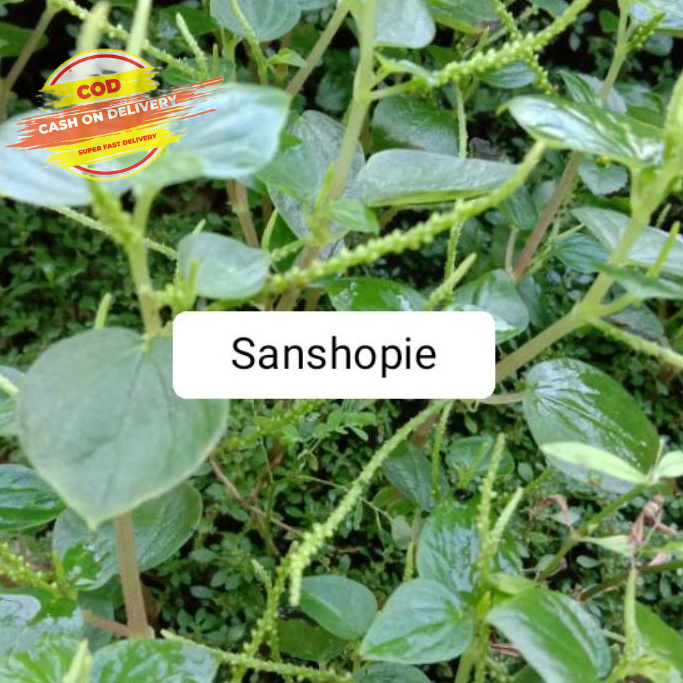 

Daun Suruhan Ketumpang Air Atau Sirih Cina Segar Per 500 Gram