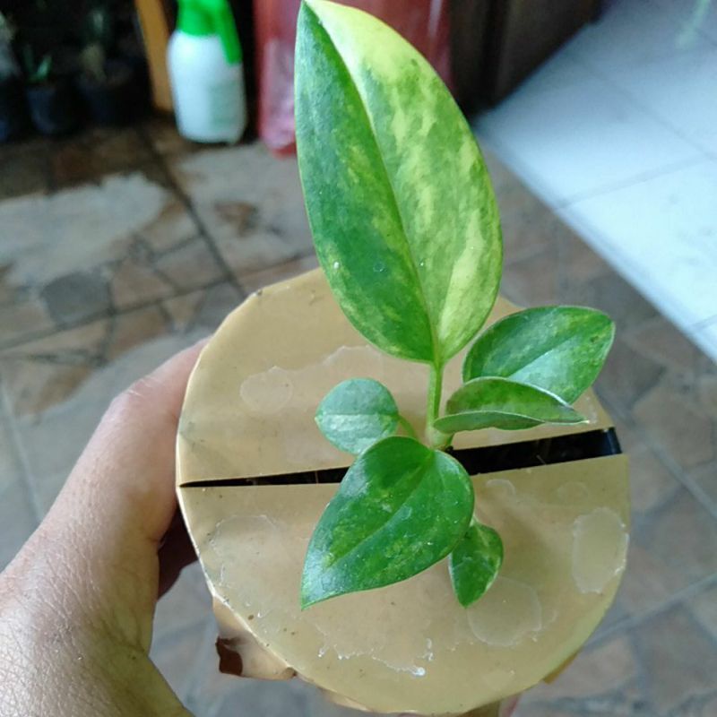 antorium jemani cobra varigata