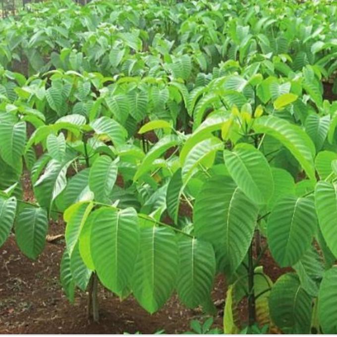 KW SUPER SE ONS BIJI BENIH KAYU JABON CADAMBA SUPER BIBIT BUAH