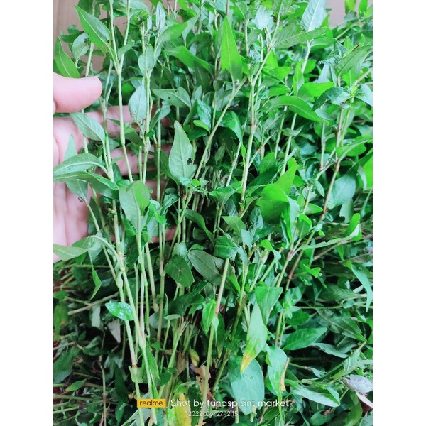 daun kesum segar fresh 500 gram / daun laksa
