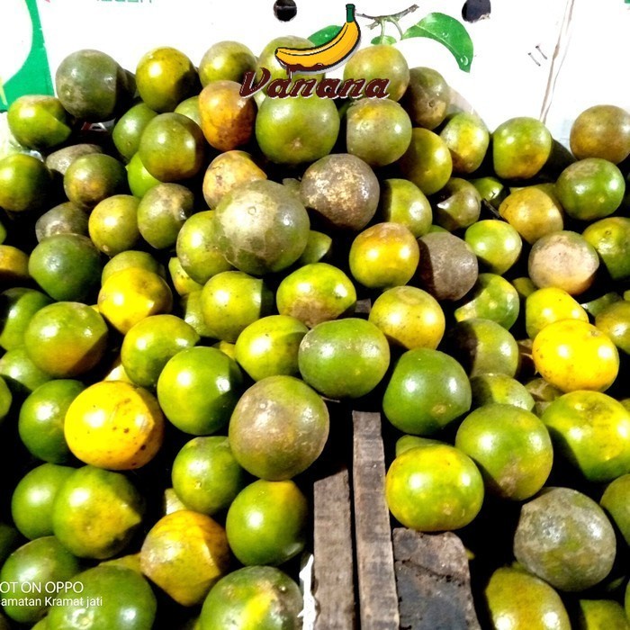 

Buah Jeruk Pontianak 1kg (1000gram)