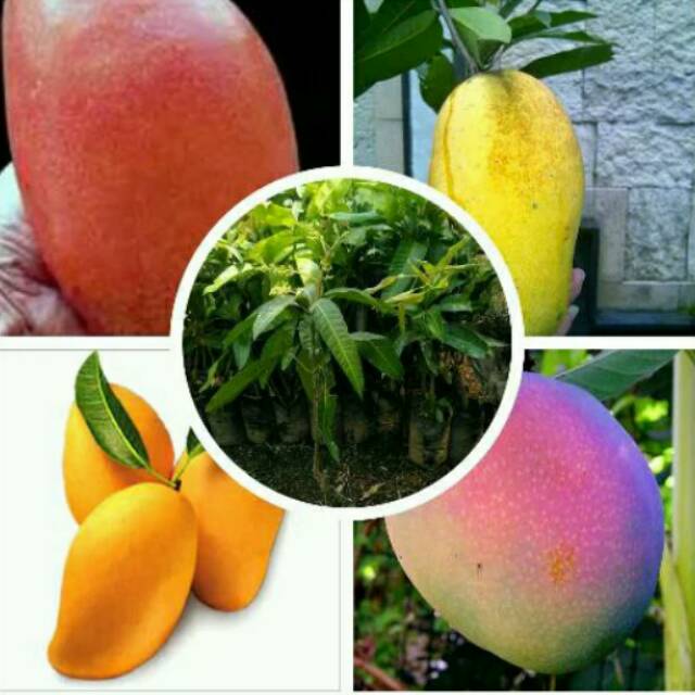 4 PAKET BIBIT MANGGA UNGGUL