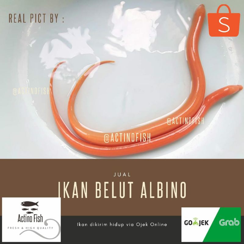 Belut Putih Albino Hidup