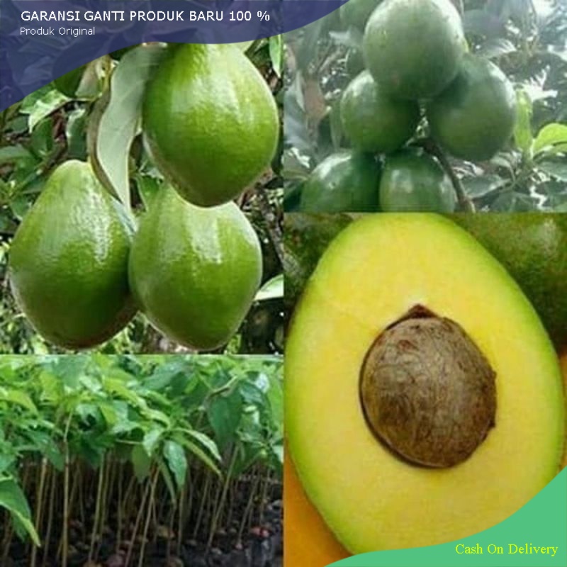 BIBIT ALPUKAT MIKI DEPOK ASLI HASIL SAMBUNG PUCUK CEPAT BERBUAH
