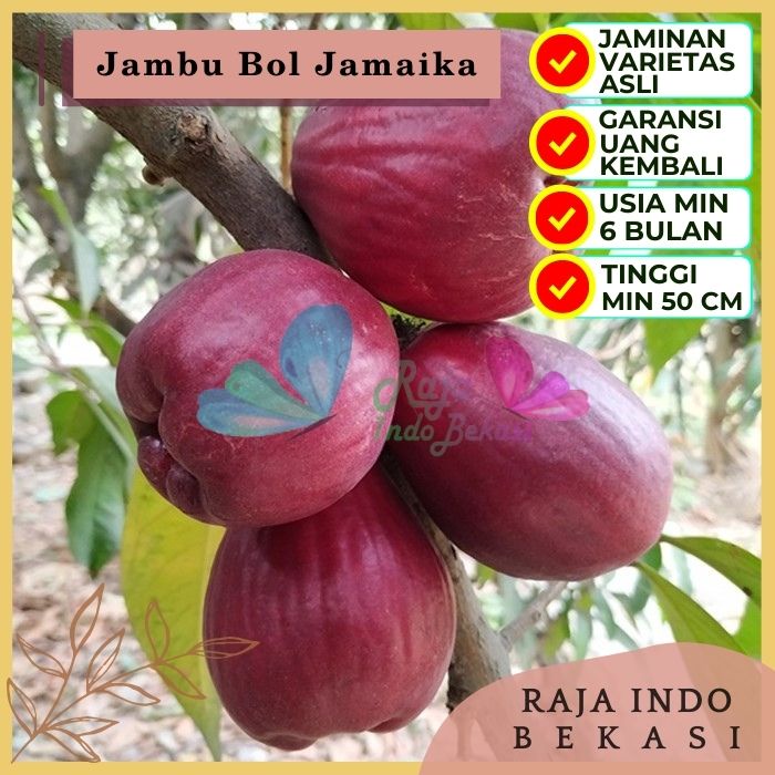 Bibit Tanaman Buah JAMBU BOL JAMAICA Premium