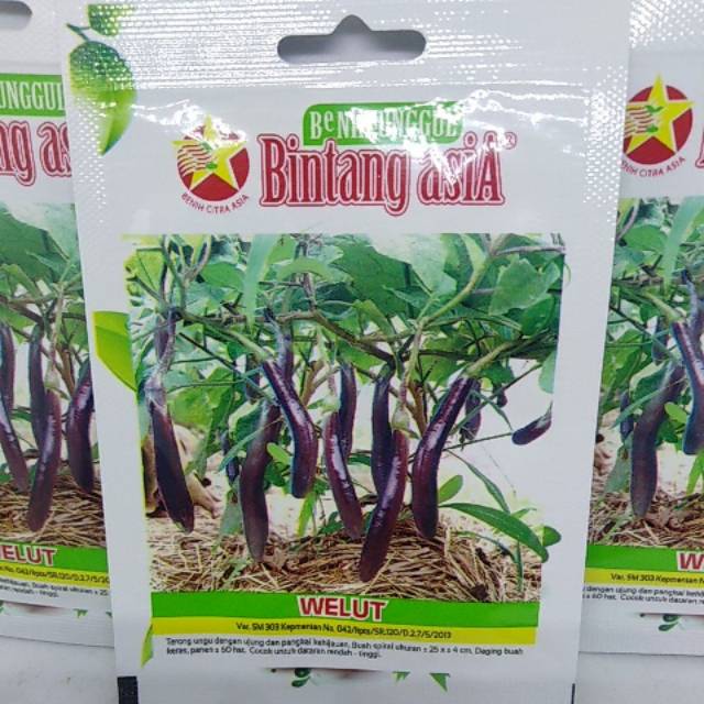 Terong Welut Berwarna Ungu