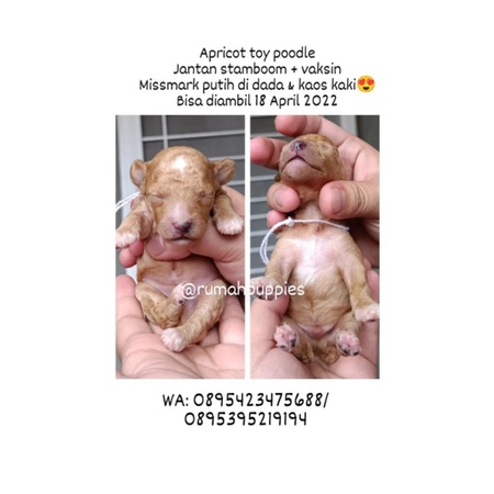 Jual Apricot Toy Poodle