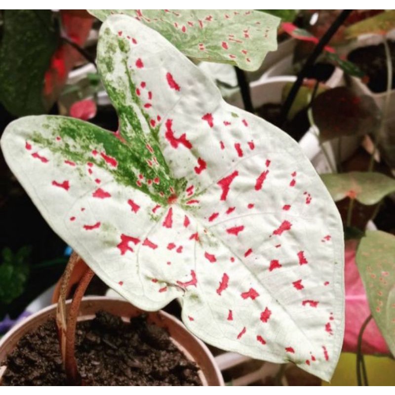 caladium white leopard keladi white leopard