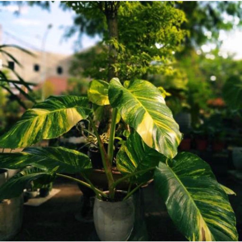 Sirih gading belanda - size m variegata jumbo - Epipremnum aureum