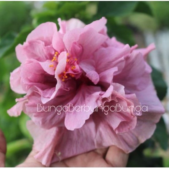 bibit bunga sepatu tumpuk ungu impor lebar - tanaman hias kembang sepatu tumpuk ungu jumbo