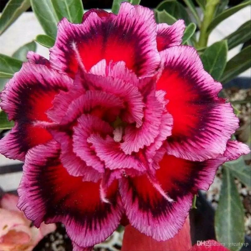 Biji Bunga Adenium Viola