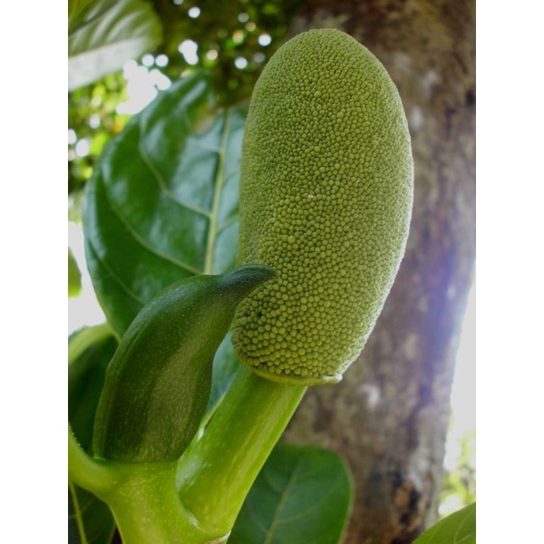 babal nangka muda obat diabetes herbal
