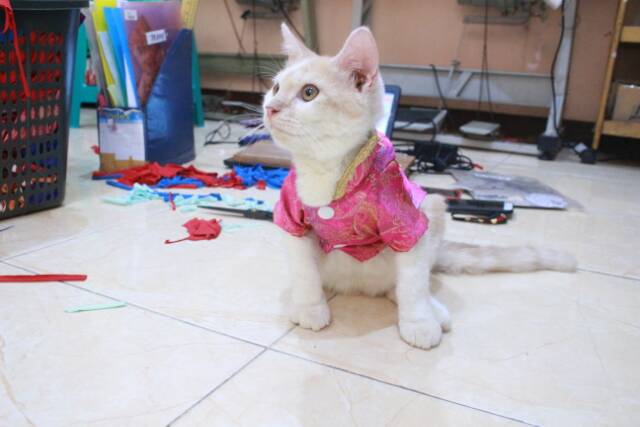 Kemeja chongsam lucu untuk kucing dan anjing imlek 2019 size S M L XL