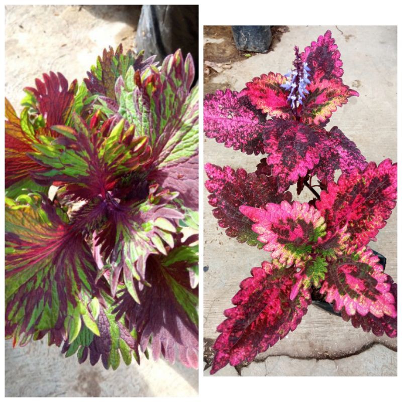 TANAMAN HIAS MIANA PREMIUM