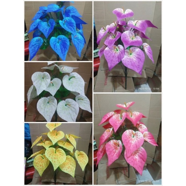 bunga keladi tanpa pot