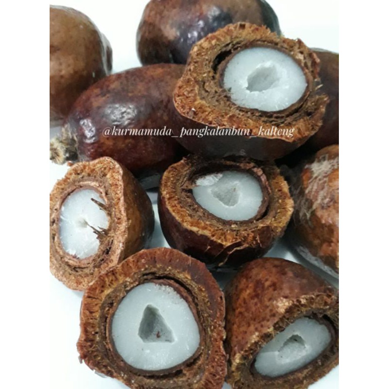 

Buah Zuriat Mesir