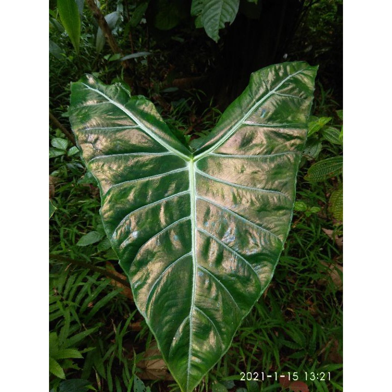 SPESIAL PROMO (Buy1 Get1) TANAMAN HIAS ALOCASIA KUPING JERAPAH