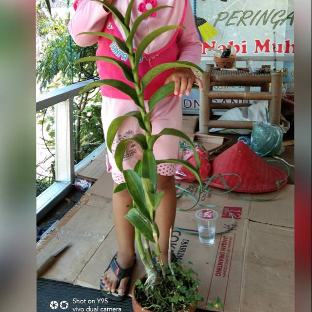 Anggrek dendro jumbo