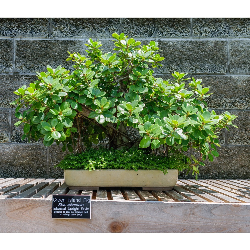 Beringin Korea Hasil Cangkok Ukuran Besar Bahan Bonsai Tanaman Hias