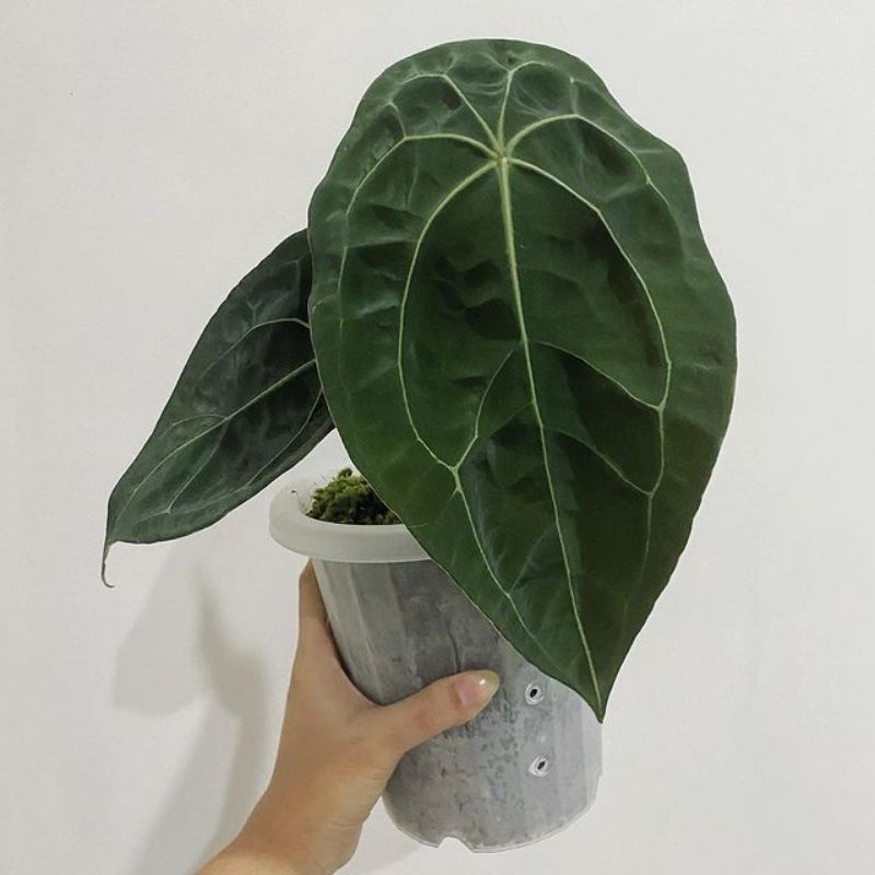 BIBIT BONGOL FORGETTI