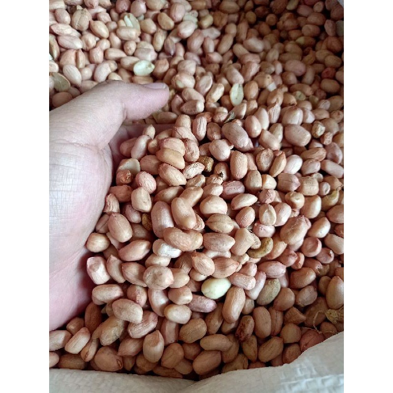 

Kacang Tanah Import India Ukuran Sedang 1 KG Kilo Fresh Cocok Peyek Giling Gado Gado dll