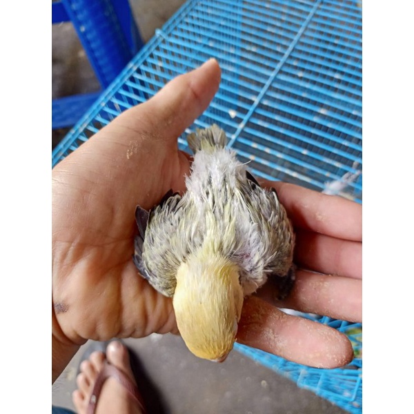 Anakan/Lolohan burung lovebrid Biola pb euwing mouve jinak