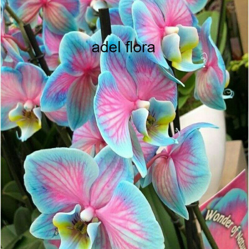 Seedling Anggrek Dendrobium Galaxy