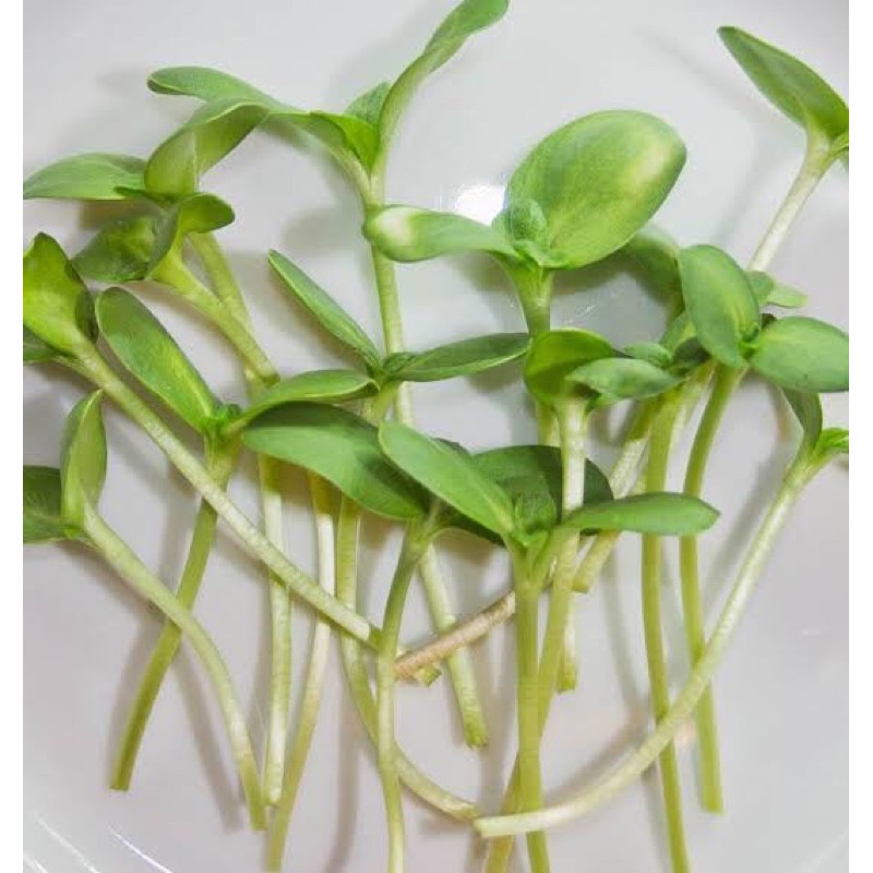 

Sunflower Microgreens 50 gram