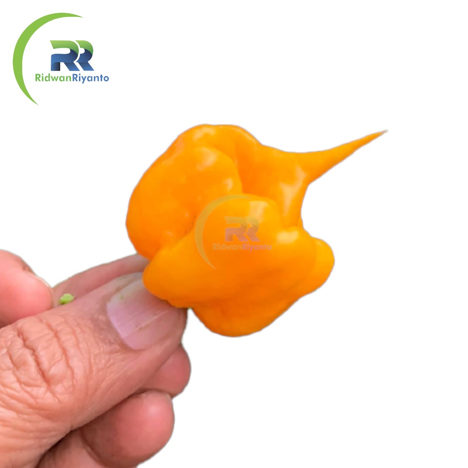 BIJI Benih Cabai CAROLINA REAPER Yellow Cabe Terpedas Nomor 1 di Dunia Versi Guinness World Record