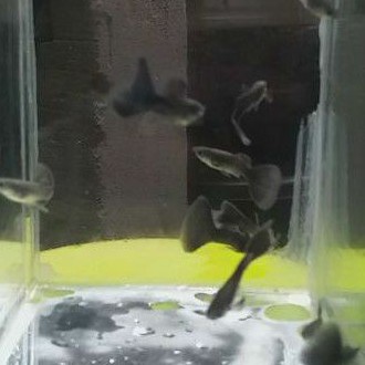 IKAN GUPPY BLACK MOSCOW