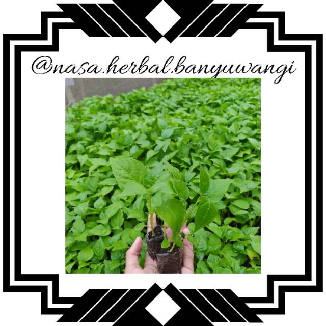 TANAMAN CABAI/CABE RAWIT | BIBIT CABE || CABAI RAWIT SIAP TANAM || TANAMAN CABE RAWIT MURAH | BIBIT 