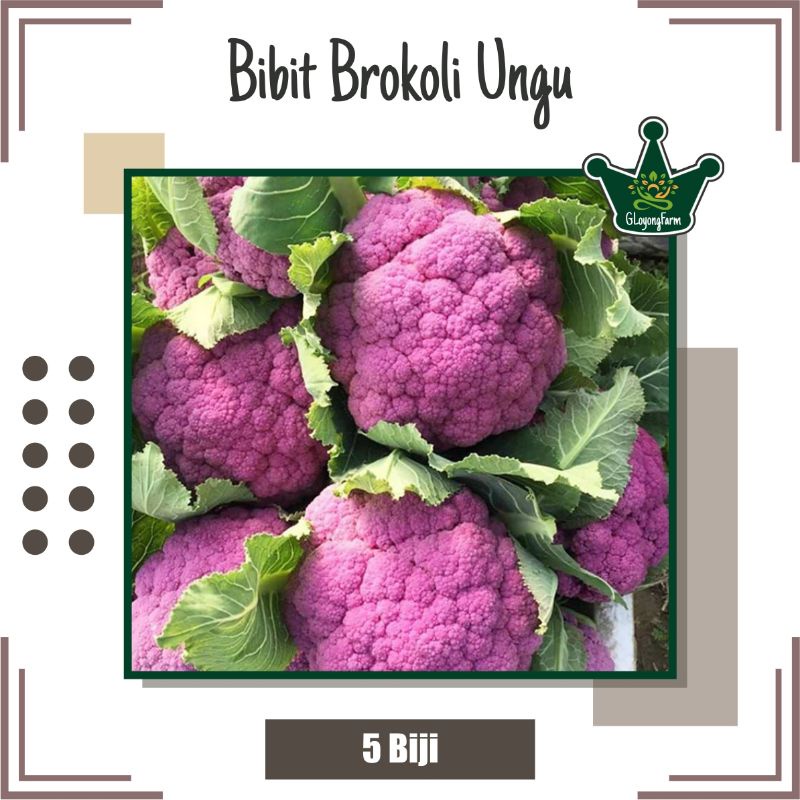 Bibit Sayur Brokoli Ungu Import - Benih Sayur