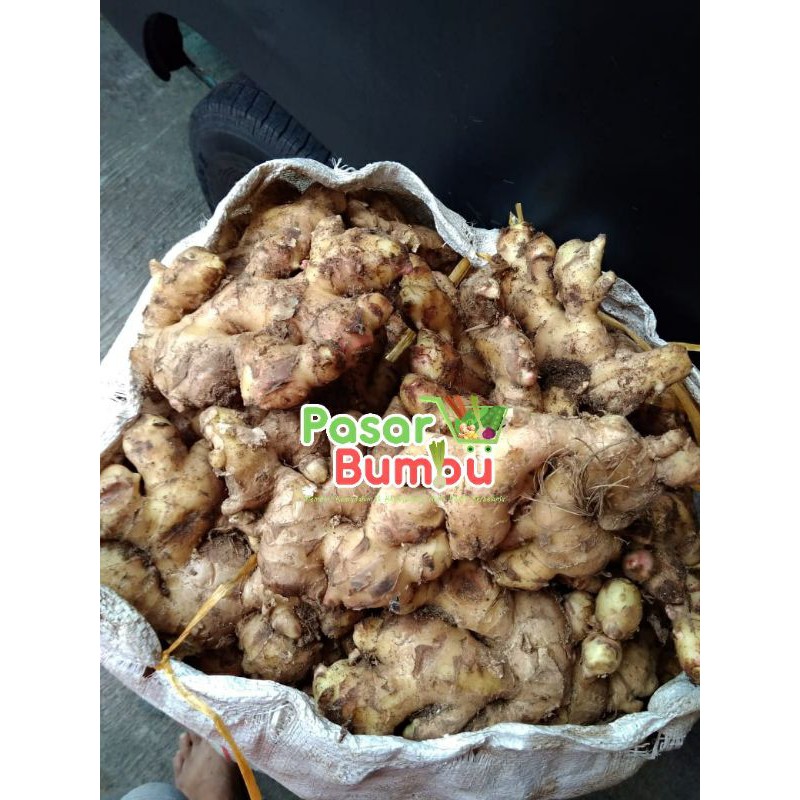 

fresh ginger jahe putih gajah