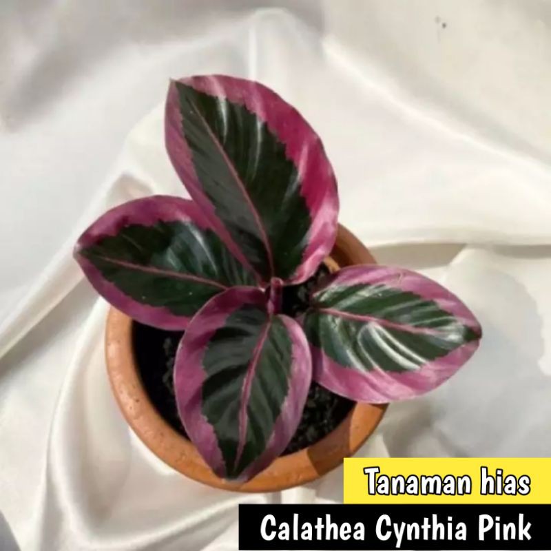 Tanaman hias Calathea Cynthia Pink - Calathea Sintia - Calathea Cynthia pink