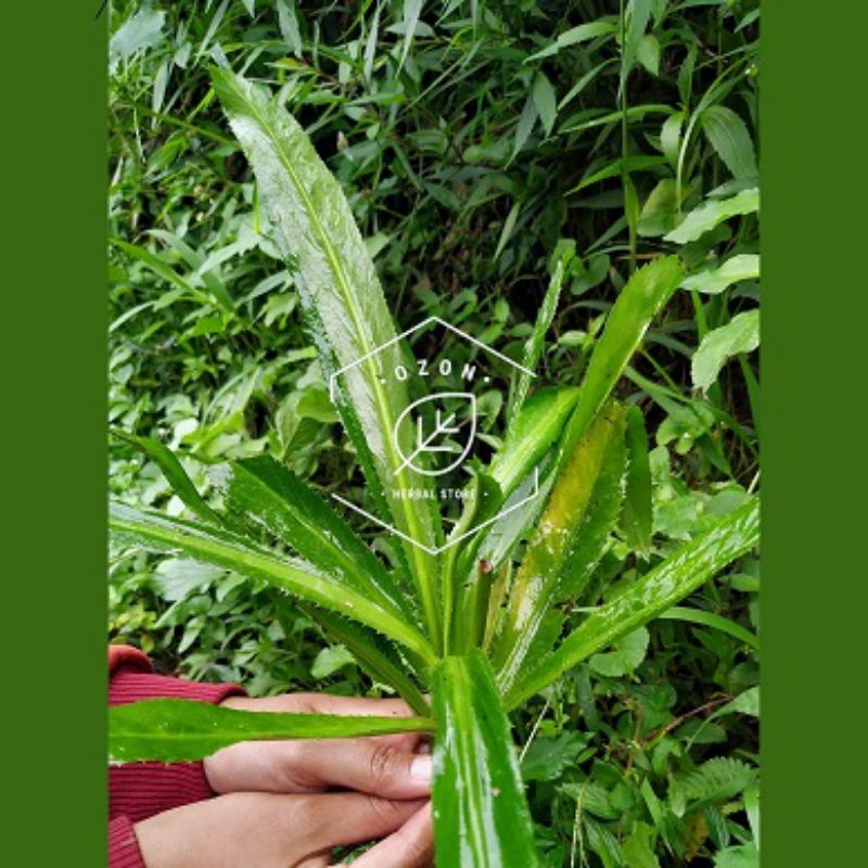 

Walang Sangit Segar Anti Bau Badan 1kg