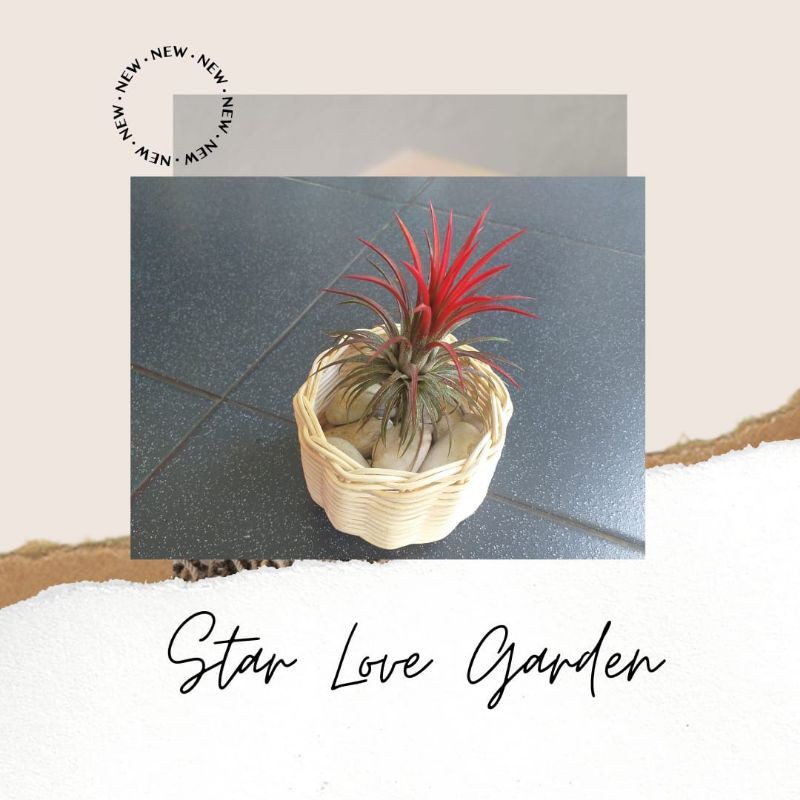 Tillandsia Fuego +pot keranjang #Tillandsia#Airplant