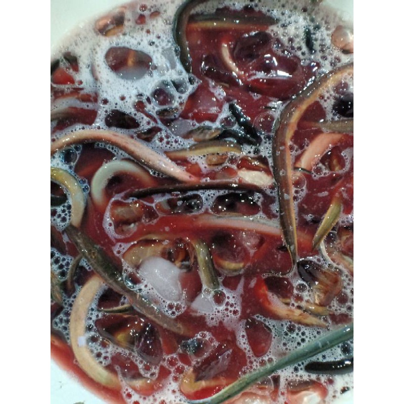 

Belut Segar hidup segar 1kg