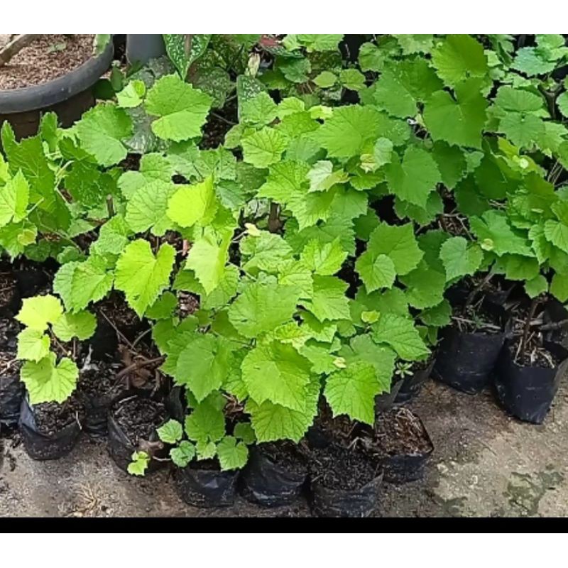 

bibit anggur isabella