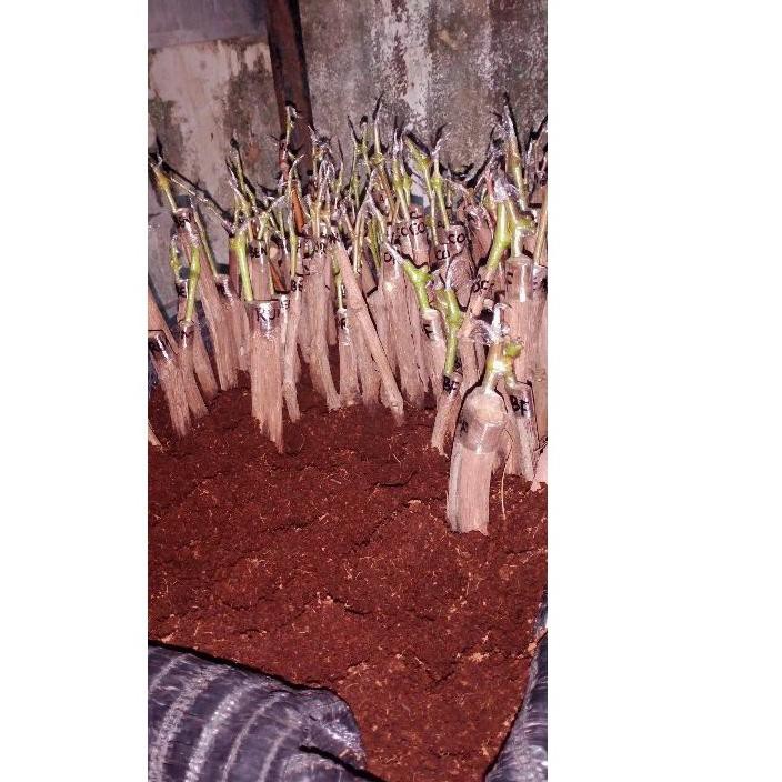 

【Flash Sale 11.11】 z-46 * cutting grafting anggur import super .,.,