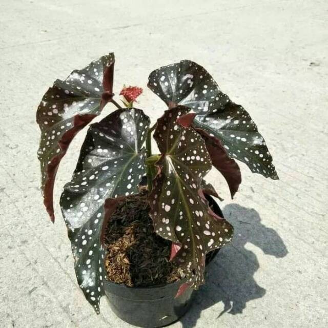 Tanaman hias begonia moca - begonia mocca - angel wing - polkadot